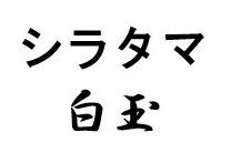 シラタマ 白王 商願2025-049120の商標見本