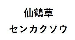 仙鶴草 センカクソウ 商願2025-087877の商標見本