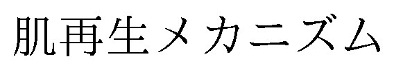 肌再生メカニズム 商願2026-115123の商標見本